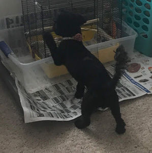 Meet your Posher, Kimiaya